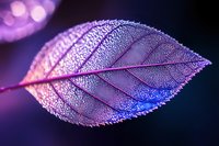 Macro shot of purple leaf covered in morning dew drops against dark background with bokeh lights. Natural abstract photography showing delicate leaf veins and water droplets.
