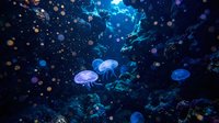 Ethereal jellyfish floating in deep ocean waters with magical bioluminescent particles creating dreamy underwater atmosphere for marine life concepts.