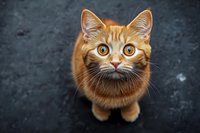 Curious ginger cat with big bright yellow eyes looking up at camera against dark background, top view portrait of domestic feline pet showing innocent expression.