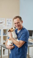 Smiling middle-aged Caucasian veterinarian in blue scrubs holding small Jack Russell terrier dog in modern clinic examination room for pet healthcare.