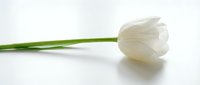 Single white tulip with green stem isolated on white background, ready for design projects, greeting cards, and spring-themed compositions.