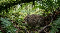 Wild cottontail rabbit resting among lush green ferns and forest undergrowth, blending naturally into its woodland habitat.