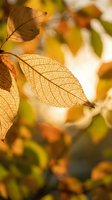 Golden autumn leaves with intricate vein patterns illuminated by warm sunlight creating natural bokeh background for seasonal design projects.