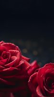 Red roses with water droplets on dark background for romantic occasions and Valentine's Day celebrations.