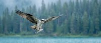 Osprey diving to catch fish from lake with coniferous forest backdrop, wildlife hunting behavior and nature conservation themes.