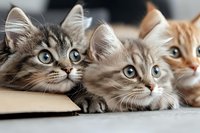 Adorable gray and ginger cats with bright blue eyes lying together and looking up curiously, close-up portrait of domestic pets showing playful expressions.