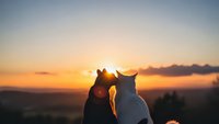 Two dogs sitting together watching golden sunset over landscape horizon creating peaceful companionship moment for pet friendship and loyalty concepts.