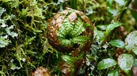 Unfurling fern frond with brown fiddlehead emerging from lush green foliage in natural forest environment, botanical growth and spring renewal.