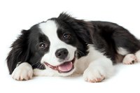 Happy Border Collie puppy with black and white fur lying down on white background, showing friendly smile and attentive expression. Isolated pet portrait.