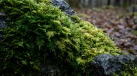 Lush green moss growing on weathered stone surface in natural forest environment creating organic texture for nature and botanical design projects.