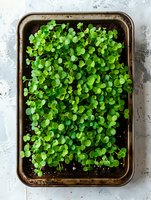 Fresh microgreens growing in metal tray on light background, overhead view of young green sprouts in dark soil, healthy organic food concept.