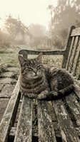Tabby cat resting on a weathered wooden bench in a misty autumn garden, surrounded by soft fog and lush greenery in the background.