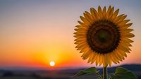 Single sunflower bloom against golden sunset sky with warm orange and purple hues. Agricultural flower field at dusk for nature and farming concepts.