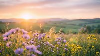 Wildflowers bloom in golden sunset light across rolling countryside meadow with purple and yellow blossoms creating peaceful natural landscape scene.