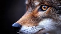 Close-up portrait of wild wolf with piercing amber eyes and detailed fur texture against dark background for wildlife photography and nature projects.