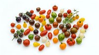 Assorted heirloom tomato varieties in red, yellow, orange, and green colors arranged on white background, isolated for culinary and agricultural design projects.