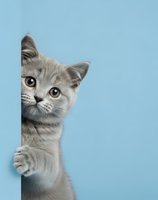 Adorable gray kitten peeking from behind corner with curious expression on light blue background for pet care and animal lover designs.