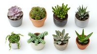Collection of small potted succulents in various containers including terracotta and ceramic pots, perfect for home decor and gardening projects.