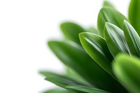 Fresh green plant leaves on white background with selective focus and soft blur, natural organic macro photography for wellness and spa designs.