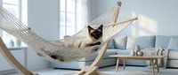 Siamese cat relaxing in hanging hammock inside modern bright living room with sofa and natural light from windows.