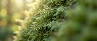 Close-up of vibrant green moss growing on tree bark with soft sunlight filtering through, suitable for nature, environmental, and botanical backgrounds.