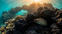 Tropical fish swimming near vibrant coral reef formations in crystal clear turquoise ocean waters with golden sunlight filtering through surface.
