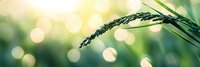 Green wheat ear against blurred bokeh background in soft morning light creates serene natural atmosphere. Fresh spring agricultural landscape.