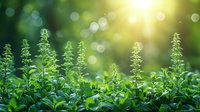 Fresh green basil plants growing in garden with sunlight and bokeh effect background, organic herbs illuminated by morning sun rays in natural setting.