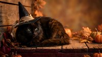 Adorable black cat wearing witch hat sits among autumn leaves and pumpkins creating magical Halloween atmosphere with warm golden lighting and cozy fall decor.