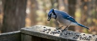 Blue jay bird perched on wooden fence eating sunflower seeds in autumn forest setting with blurred trees background for wildlife nature photography.