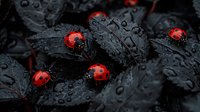 Red ladybugs crawling on dark wet leaves covered in water droplets, creating dramatic contrast between vibrant insects and moody black foliage in garden macro photography.