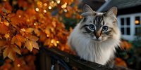 Fluffy tabby cat with blue eyes sitting on wooden fence surrounded by golden autumn leaves with warm bokeh lights creating cozy seasonal atmosphere.
