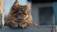 Majestic long-haired tabby cat with bright green eyes resting on concrete ledge, soft fur illuminated in natural light, displaying alert and contemplative expression.