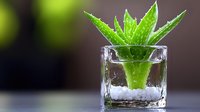 Small green aloe vera plant growing in clear glass container with white pebbles, against dark background with soft bokeh lights, modern minimalist decor.