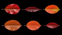 Autumn leaves in red, orange, and burgundy tones isolated on transparent background. Ready for clipart, t-shirt design, stickers, print-on-demand products, and sublimation projects.