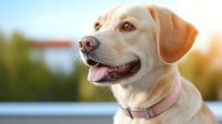 Happy yellow Labrador retriever with pink collar smiling outdoors in warm sunlight, close-up portrait showing friendly expression and natural bokeh background.