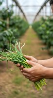 Farmer holding fresh green onions in greenhouse with rows of vegetables in background for agricultural and farming concepts.