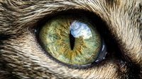 Close-up of feline eye with green and gold iris, reflecting sky and landscape. Detailed fur texture surrounding eye. Use for animal, nature, wildlife, veterinary, and pet-related projects.