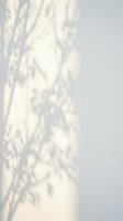 Soft natural plant shadow overlay on white wall creating organic botanical silhouette for modern interior design and minimalist aesthetic backgrounds.