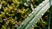 Macro shot of water droplets clinging to green plant stems after rain or morning dew, with blurred moss and foliage in background for nature and botanical use.