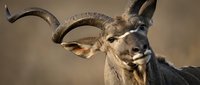 Male greater kudu antelope portrait with spiral horns in natural African savanna habitat for wildlife photography and nature documentation.