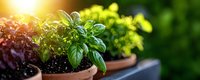 Fresh basil plant growing in terracotta pot with sunlight streaming through leaves, garden herbs on windowsill against blurred green background.
