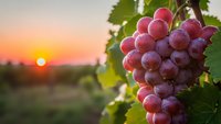 Ripe purple grapes hanging on vine at sunset in vineyard with warm golden light and blurred background for wine industry and harvest concepts.