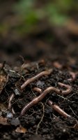 Earthworms crawling through rich, dark soil with organic matter and decomposing plant material, representing soil health, composting, gardening, and natural ecosystem processes.