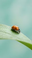 Red ladybug beetle crawling on green leaf with soft turquoise background in natural garden setting for spring and summer nature concepts.