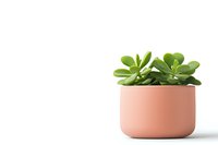 Minimalist succulent plant in modern coral pink ceramic pot against white background, isolated home decor element for interior design projects.