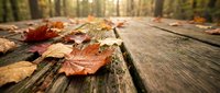 Autumn leaves scattered on weathered wooden deck with warm sunlight filtering through forest trees creating peaceful seasonal atmosphere for nature backgrounds.