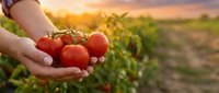 Fresh ripe tomatoes in farmer hands at sunset in agricultural field. Organic vegetable harvest concept for healthy eating and sustainable farming practices.
