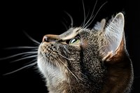 Close up profile of tabby cat face with green eyes looking up against black background, dramatic lighting highlights whiskers and fur texture.