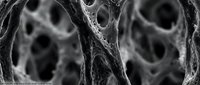 Microscopic cross-section of muscle tissue showing detailed fibrous structure and cellular composition in monochrome, suitable for medical education and scientific research materials.
